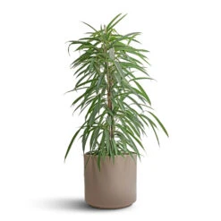 Ficus Alii - Long Leafed Fig -Hortology Plants Shop Ficus Alii Long Leafed Fig 21x100cm Prague Plant Pot Taupe 28x24cm 15c7b3bf df09 4c32 bc07 6d48c4393dc6