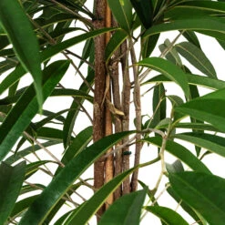 Ficus Alii - Long Leafed Fig -Hortology Plants Shop Ficus Alii Long Leafed Fig 27x125cm 3