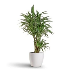 Sven Plant Pot - White 18 Sven Plant Pot - White -Hortology Plants Shop Ficus Alii Long Leafed Fig 27x125cm Sven Plant Pot White 33x28cm
