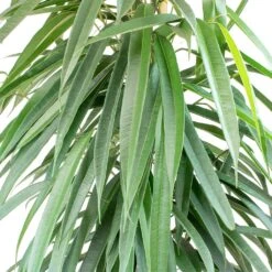 Ficus Alii - HydroCare -Hortology Plants Shop Ficus Alii Long Leafed Fig Leaves 86709761 ef28 4620 8c25 51dff1fd8a79