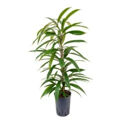 Ficus Amstel King - HydroCare 19 Ficus Amstel King - HydroCare -Hortology Plants Shop Ficus Amstel King Hydroculture 15 19x90cm