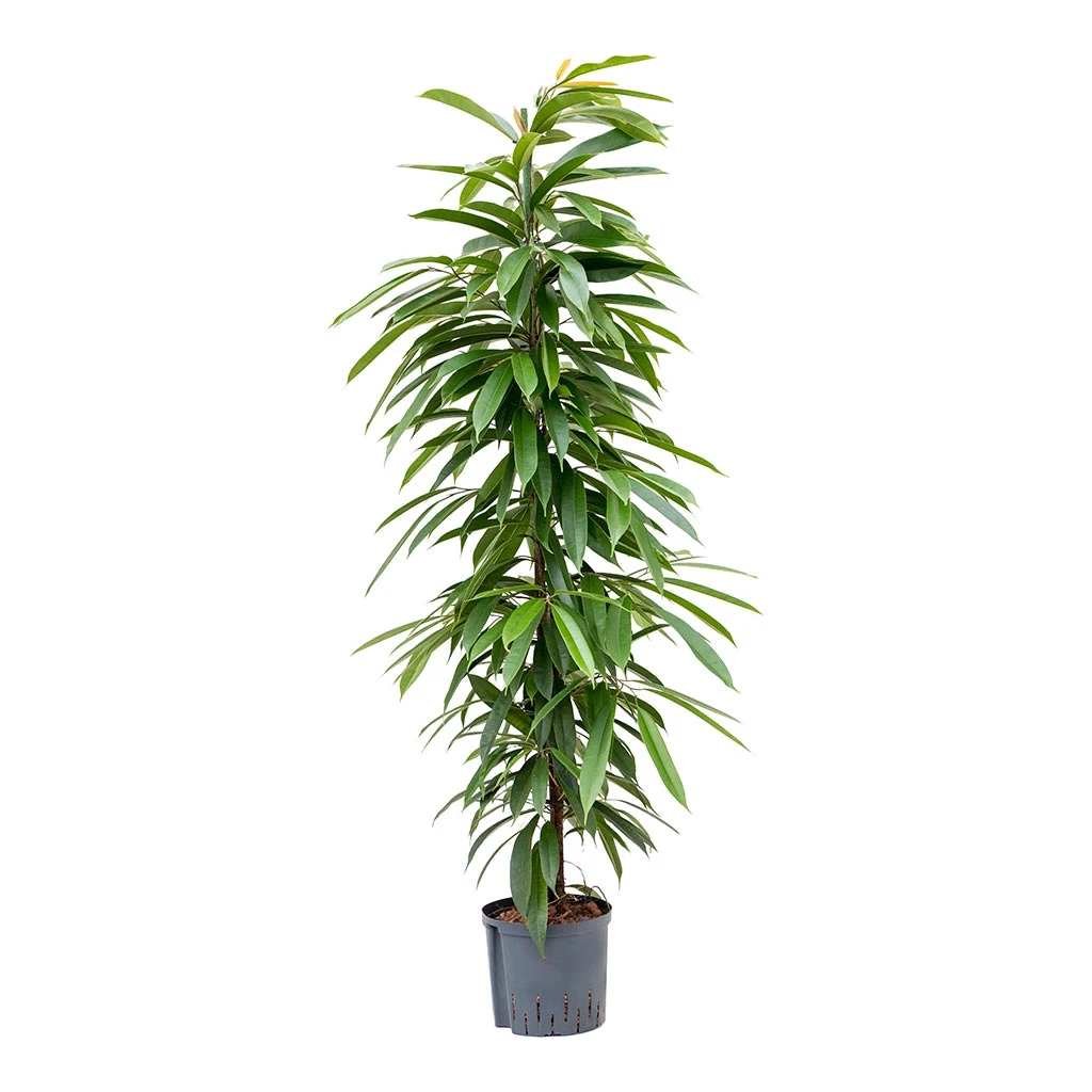 Ficus Amstel King - HydroCare 7 Ficus Amstel King - HydroCare - Image 5