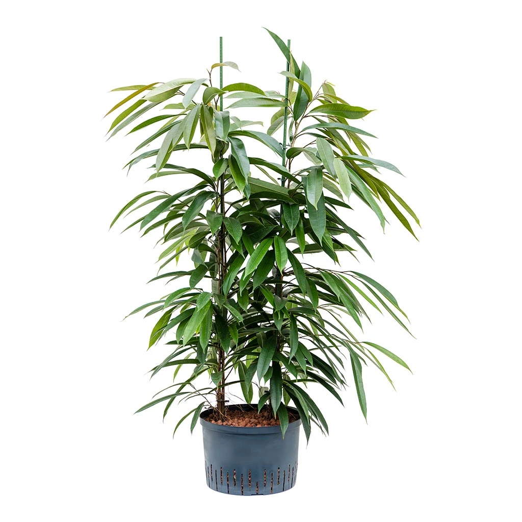 Ficus Amstel King - HydroCare 13 Ficus Amstel King - HydroCare - Image 11