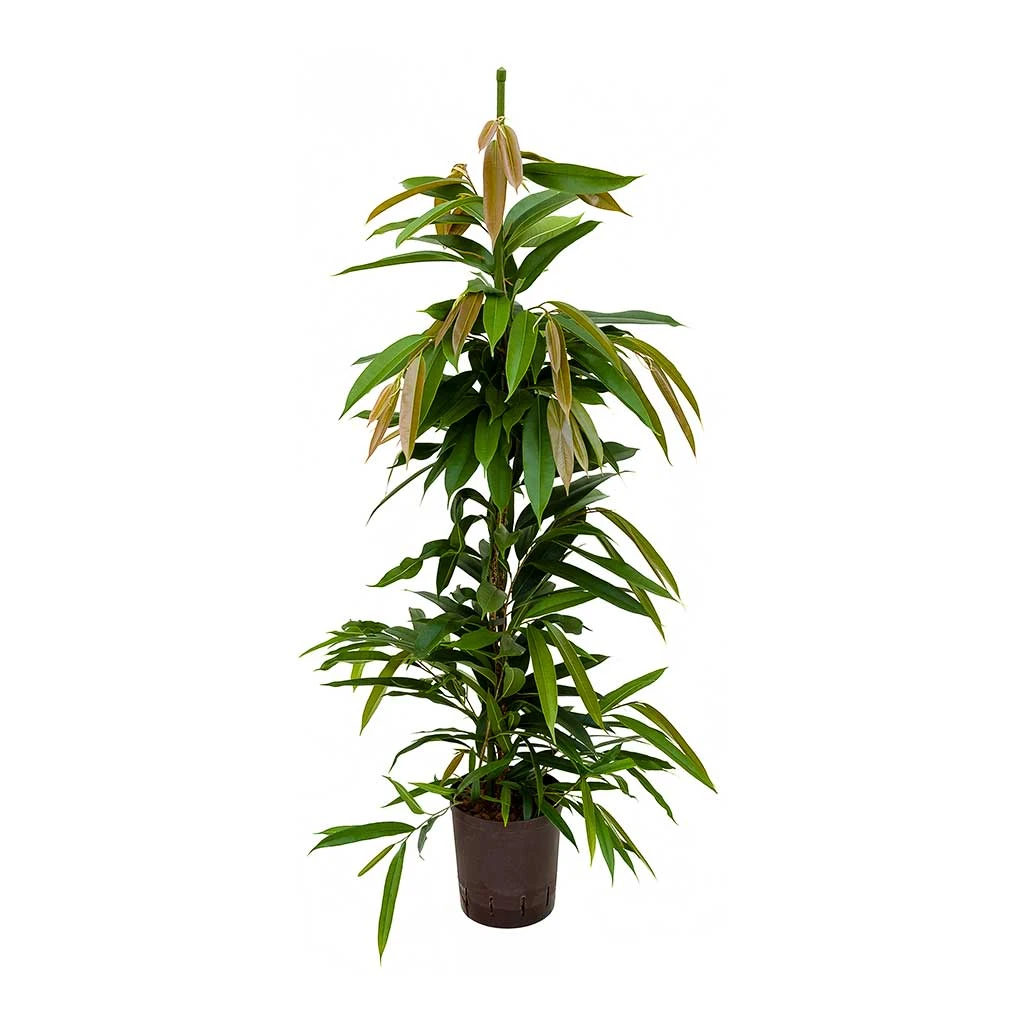 Ficus Amstel King - HydroCare 3 Ficus Amstel King - HydroCare