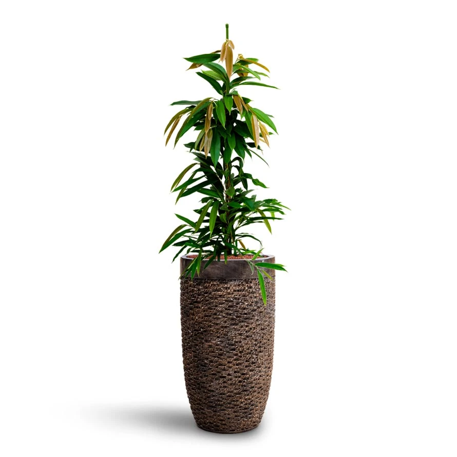 Ficus Amstel King - HydroCare 12 Ficus Amstel King - HydroCare - Image 10
