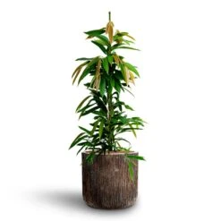 Ficus Amstel King - HydroCare 28 Ficus Amstel King - HydroCare -Hortology Plants Shop Ficus Amstel King HydrocultureLuxe Lite Waterfall Cylinder Planter Bronze