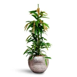 Ficus Amstel King - HydroCare 29 Ficus Amstel King - HydroCare -Hortology Plants Shop Ficus Amstel King HydrocultureOpus Hammered Globe Planter Silver