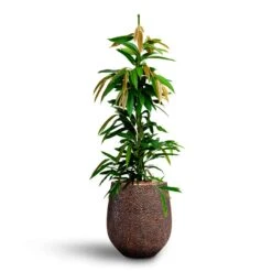 Ficus Amstel King - HydroCare 20 Ficus Amstel King - HydroCare -Hortology Plants Shop Ficus Amstel King HydrocultureOpus Hit Darcy Planter Gold