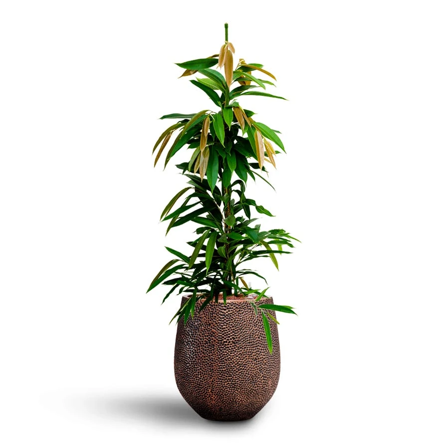 Ficus Amstel King - HydroCare 6 Ficus Amstel King - HydroCare - Image 4