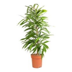 Ficus Amstel King - Narrow Leafed Fig 12 Ficus Amstel King - Narrow Leafed Fig -Hortology Plants Shop Ficus Amstel King Narrow Leafed Fig 21x90cm