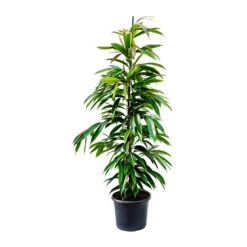 Ficus Amstel King - Narrow Leafed Fig 11 Ficus Amstel King - Narrow Leafed Fig -Hortology Plants Shop Ficus Amstel King Narrow Leafed Fig