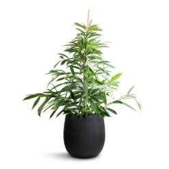 Grigio Balloon Plant Pot - Anthracite Concrete 15 Grigio Balloon Plant Pot - Anthracite Concrete -Hortology Plants Shop Ficus Amstel King Narrow Leafed Fig 27x125cm Grigio Balloon Plant Pot Anthracite Concrete 42x42cm b0a4c616 17a7 4504 89cc f71cab95d17f