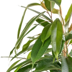 Ficus Amstel King - Narrow Leafed Fig 13 Ficus Amstel King - Narrow Leafed Fig -Hortology Plants Shop Ficus Amstel King Narrow Leafed Fig SWATCH