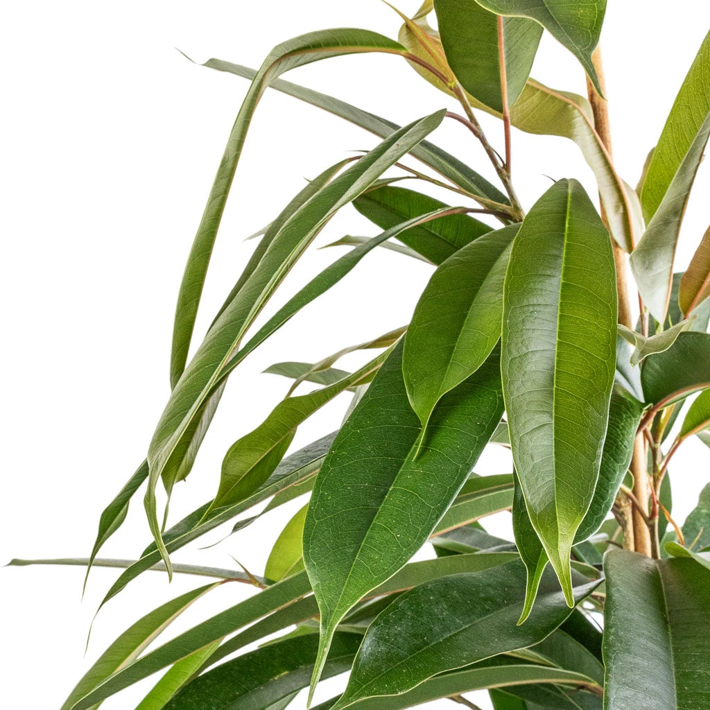 Ficus Amstel King - Narrow Leafed Fig 7 Ficus Amstel King - Narrow Leafed Fig - Image 5