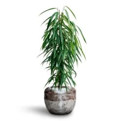 Ficus Alii - HydroCare -Hortology Plants Shop Ficus Binnendijkii Alii Hydroculture Opus Raw Couple Planter Silver 08b8a9f4 0e05 429e b191 9660bd4e95f3