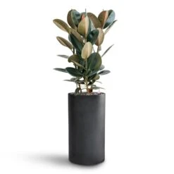Solid Cylinder Planter - Dark Grey -Hortology Plants Shop Ficus Elastica Abidjan Hydroculture Basic Cylinder Planter Dark Grey 063f9e1e ae08 458b aced d7fcd27a3fde