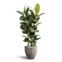 Ficus Elastica Robusta - Rubber Plant - HydroCare 29 Ficus Elastica Robusta - Rubber Plant - HydroCare -Hortology Plants Shop Ficus Elastica Robusta Hydroculture Grigio Egg Pot Planter Natural Concrete
