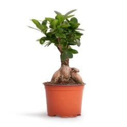 Ficus Ginseng - Indian Laurel 26 Ficus Ginseng - Indian Laurel -Hortology Plants Shop Ficus Ginseng Indian Laurel 12x30cm 2