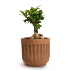 Ficus Ginseng - Indian Laurel 33 Ficus Ginseng - Indian Laurel -Hortology Plants Shop Ficus Ginseng Indian Laurel 12x30cm Duncan Plant Pot Rust 17x16cm 444c8f31 c116 4abb 866e 30683f58bc49