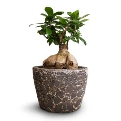 Ficus Ginseng - Indian Laurel 22 Ficus Ginseng - Indian Laurel -Hortology Plants Shop Ficus Ginseng Indian Laurel 15x35cm Lava Couple Straight Relic Planter Black 19x13cm
