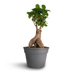 Ficus Ginseng - Indian Laurel 25 Ficus Ginseng - Indian Laurel -Hortology Plants Shop Ficus Ginseng Indian Laurel 17x40cm
