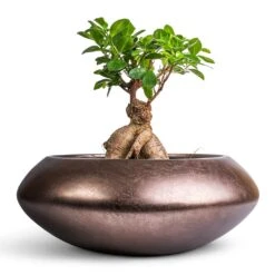 Ficus Ginseng - Indian Laurel 29 Ficus Ginseng - Indian Laurel -Hortology Plants Shop Ficus Ginseng Indian Laurel 17x40cm Metallic UFO Plant Bowl Matt Coffee 40x15cm