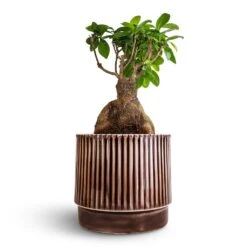 Ficus Ginseng - Indian Laurel 37 Ficus Ginseng - Indian Laurel -Hortology Plants Shop Ficus Ginseng Indian Laurel 17x40cm Nella Plant Pot Coffee 21x19cm