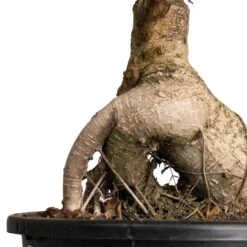 Ficus Ginseng - Indian Laurel 23 Ficus Ginseng - Indian Laurel -Hortology Plants Shop Ficus Ginseng Indian Laurel 22x45cm 2