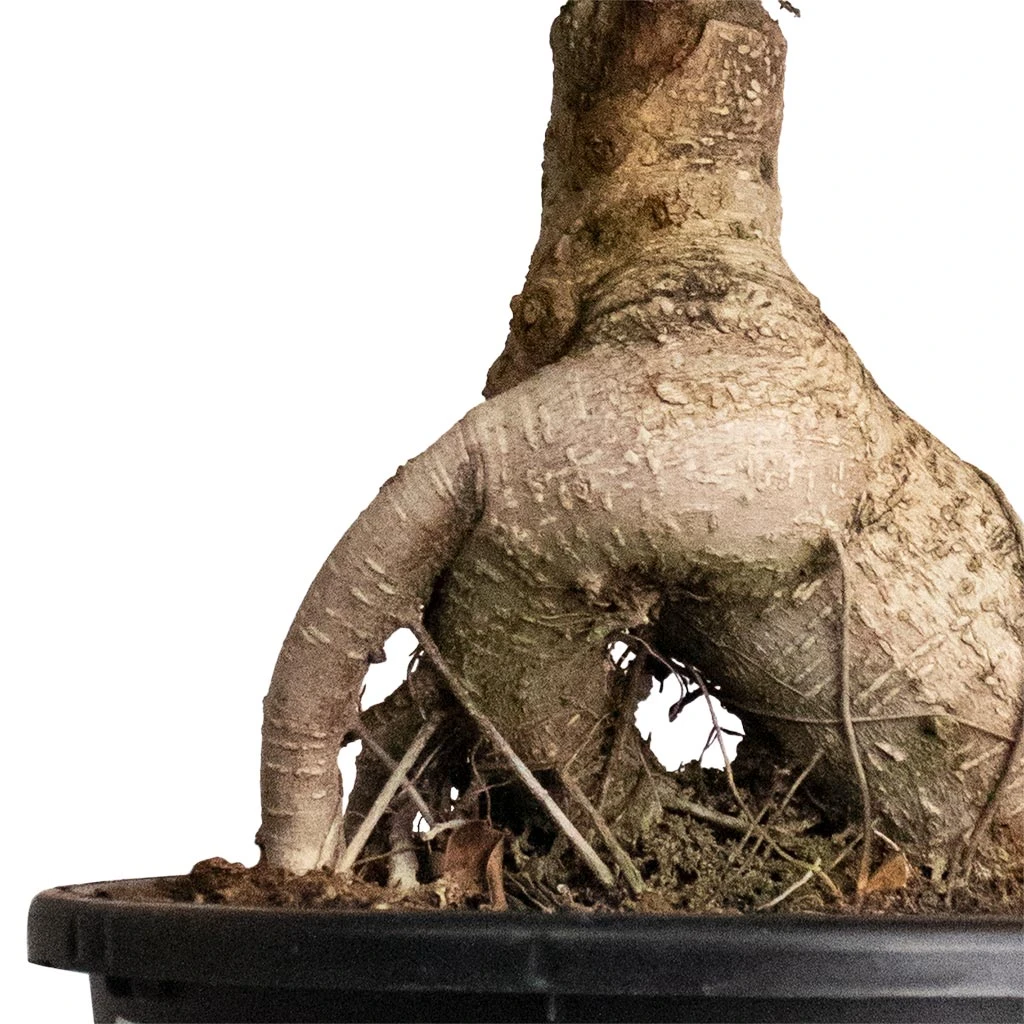 Ficus Ginseng - Indian Laurel 5 Ficus Ginseng - Indian Laurel - Image 3