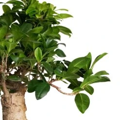 Ficus Ginseng - Indian Laurel 24 Ficus Ginseng - Indian Laurel -Hortology Plants Shop Ficus Ginseng Indian Laurel 22x45cm