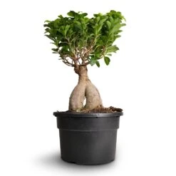 Ficus Ginseng - Indian Laurel 34 Ficus Ginseng - Indian Laurel -Hortology Plants Shop Ficus Ginseng Indian Laurel 22x45cm 3