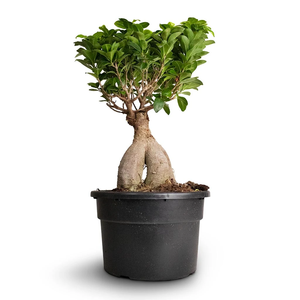 Ficus Ginseng - Indian Laurel 16 Ficus Ginseng - Indian Laurel - Image 14