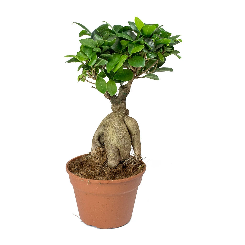 Ficus Ginseng - Indian Laurel 13 Ficus Ginseng - Indian Laurel - Image 11