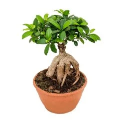 Ficus Ginseng - Indian Laurel 35 Ficus Ginseng - Indian Laurel -Hortology Plants Shop Ficus Ginseng Indian Laurel Large