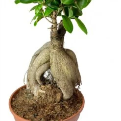 Ficus Ginseng - Indian Laurel 32 Ficus Ginseng - Indian Laurel -Hortology Plants Shop Ficus Ginseng Indian Laurel Roots 40cm