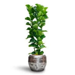 Opus Raw Couple Planter - Silver 27 Opus Raw Couple Planter - Silver -Hortology Plants Shop Ficus Lyrata Bambino Hydroculture Opus Raw Couple Planter Silver