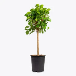 Ficus Moclame - Indian Laurel - Straight Stem 16 Ficus Moclame - Indian Laurel - Straight Stem -Hortology Plants Shop Ficus Moclame Indian Laurel 21x90cm