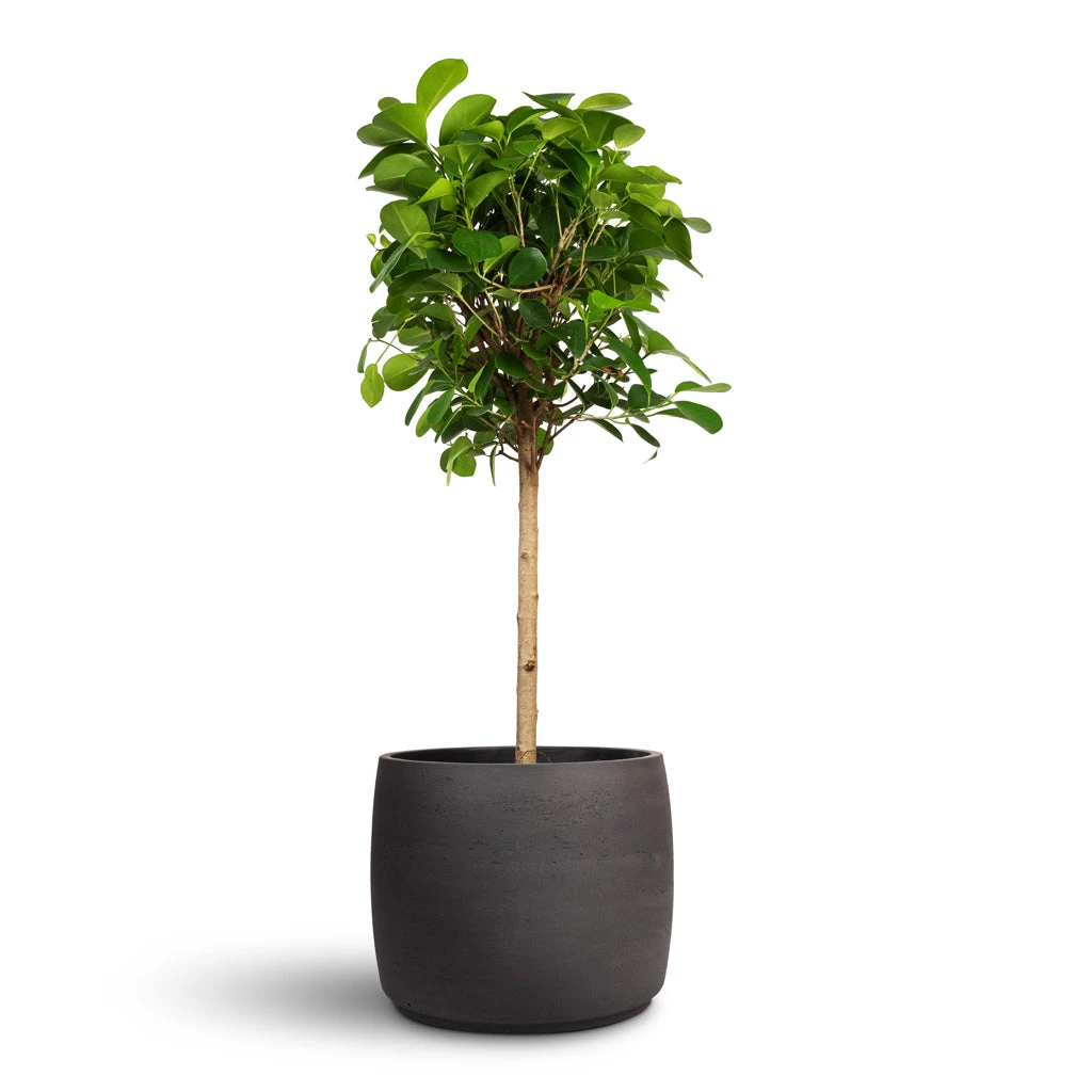 Ficus Moclame - Indian Laurel - Straight Stem 3 Ficus Moclame - Indian Laurel - Straight Stem