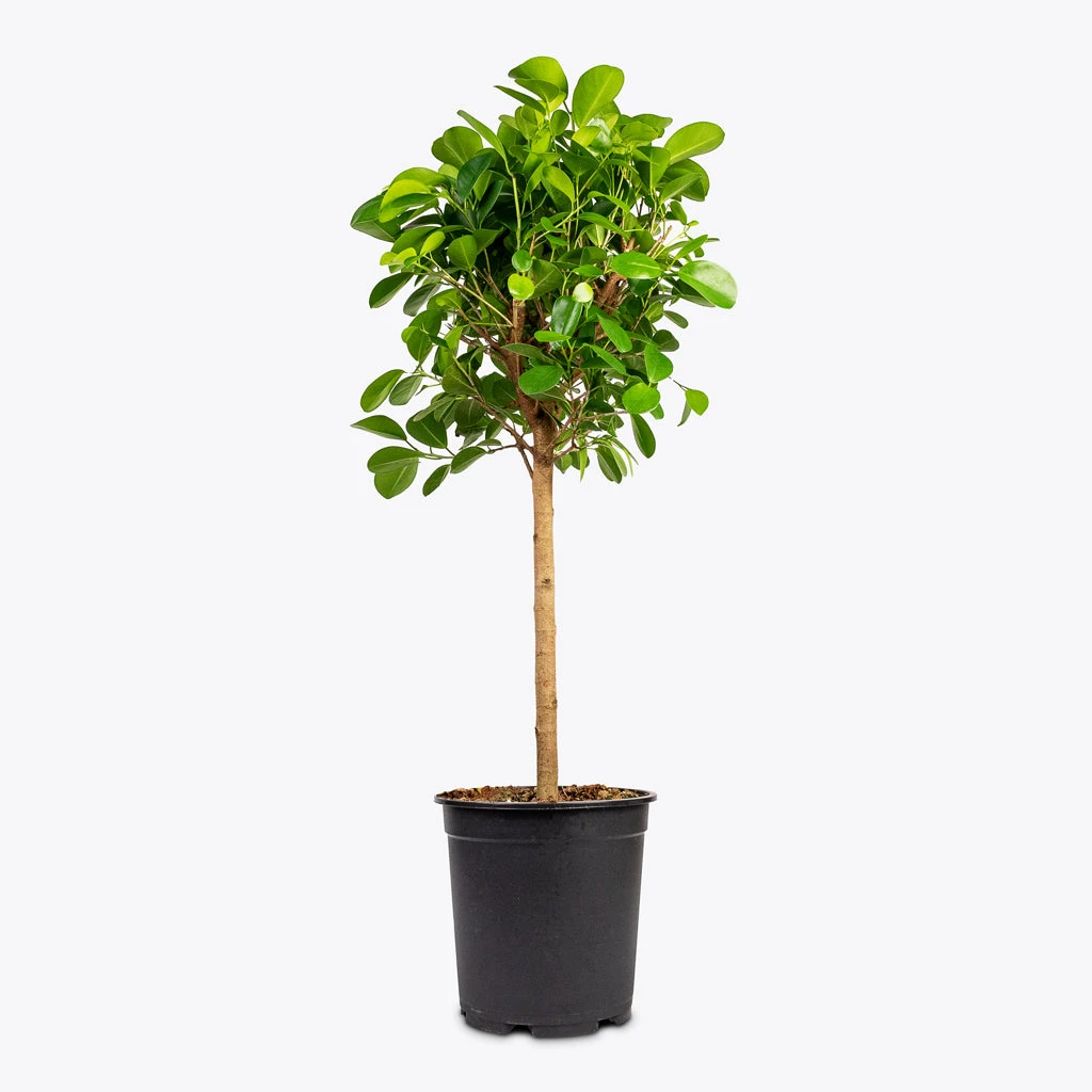 Ficus Moclame - Indian Laurel - Straight Stem 7 Ficus Moclame - Indian Laurel - Straight Stem - Image 5