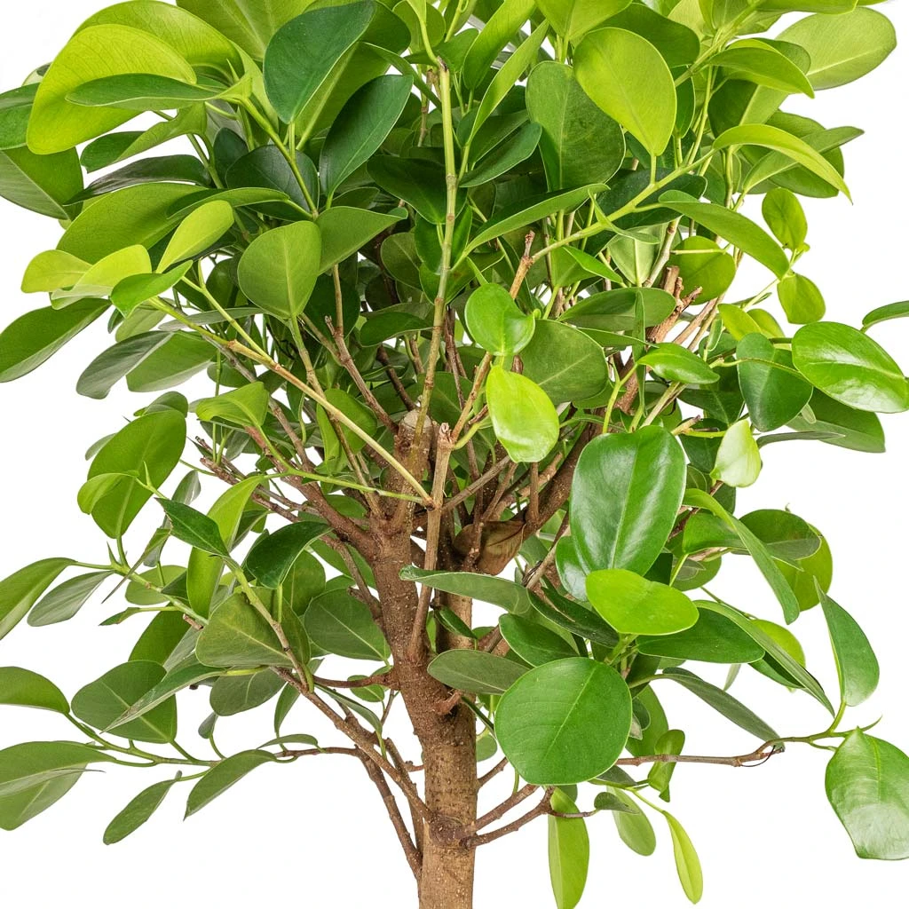Ficus Moclame - Indian Laurel - Straight Stem 4 Ficus Moclame - Indian Laurel - Straight Stem - Image 2