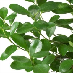 Ficus Moclame - HydroCare 14 Ficus Moclame - HydroCare -Hortology Plants Shop Ficus Moclame Indian Laurel Leaves 630302b3 ccff 4798 a787 2488bd97b544