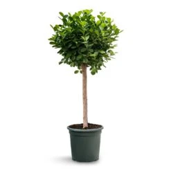 Ficus Moclame - Indian Laurel - Straight Stem 14 Ficus Moclame - Indian Laurel - Straight Stem -Hortology Plants Shop Ficus Moclame Indian Laurel Tree Straight Stem