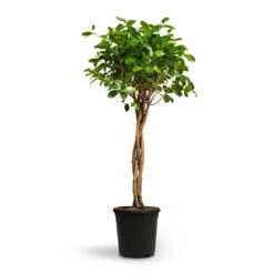Ficus Moclame - Indian Laurel - Twisted Stem 30 Ficus Moclame - Indian Laurel - Twisted Stem -Hortology Plants Shop Ficus Moclame Indian Laurel Twisted Stem 23x110cm