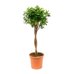 Ficus Moclame - Indian Laurel - Twisted Stem 32 Ficus Moclame - Indian Laurel - Twisted Stem -Hortology Plants Shop Ficus Moclame Indian Laurel Twisted Stem 26x95cm