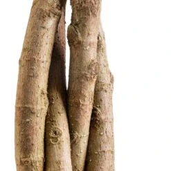 Ficus Moclame - Indian Laurel - Twisted Stem 21 Ficus Moclame - Indian Laurel - Twisted Stem -Hortology Plants Shop Ficus Moclame Indian Laurel Twisted Stem SWACH 3