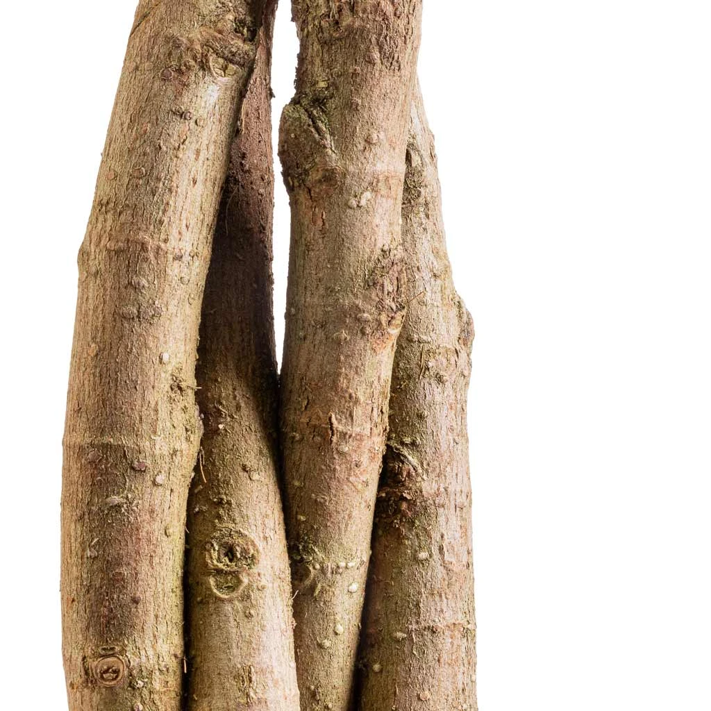 Ficus Moclame - Indian Laurel - Twisted Stem 5 Ficus Moclame - Indian Laurel - Twisted Stem - Image 3