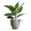 Ficus Benghalensis Audrey - Bengal Fig -Hortology Plants Shop Ficus benghalensis Audrey Bengal Fig 14x45cm Coral Refined Planter Clouded Grey 18x15cm c741c4ce 2757 4d29 ac1c b09ffd3723a4