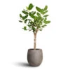 Ficus Benghalensis Audrey - Bengal Fig - Straight Stem 1 Ficus Benghalensis Audrey - Bengal Fig - Straight Stem -Hortology Plants Shop Ficus benghalensis Audrey Bengal Fig Straight Stem 30x140cm Grigio Balloon Plant Pot Natural Concrete 42x42cm e04ccc6a c1d3 40b3 bcbd be7449846924