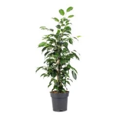 Ficus Benjamina Danielle - Weeping Fig - Branched -Hortology Plants Shop Ficus benjamina Danielle Weeping Fig Branched 14x55cm