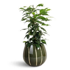 Ficus Benjamina Danielle - Weeping Fig - Branched -Hortology Plants Shop Ficus benjamina Danielle Weeping Fig Branched 14x55cm Nova Plant Pot Green 23x18cm